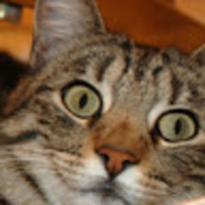 Meet your Posher, Dee